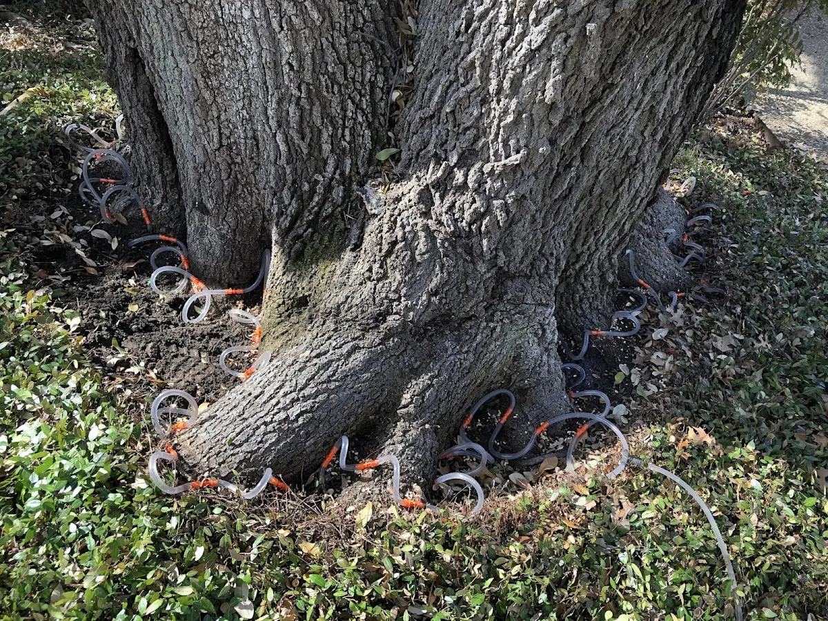 Detailed Tree Cabling and Bracing job site in Sunnyside