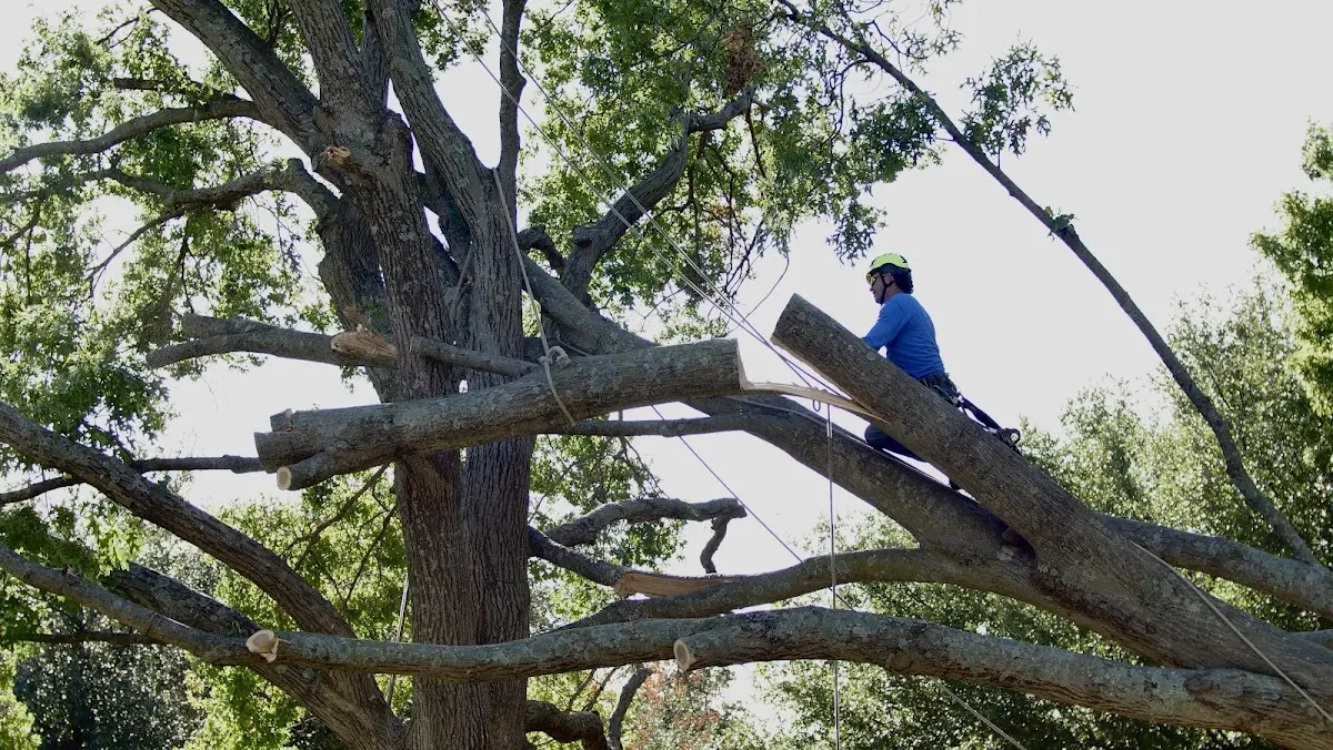 Professional Hazardous Tree Removal performed by certified arborists in Sunnyside